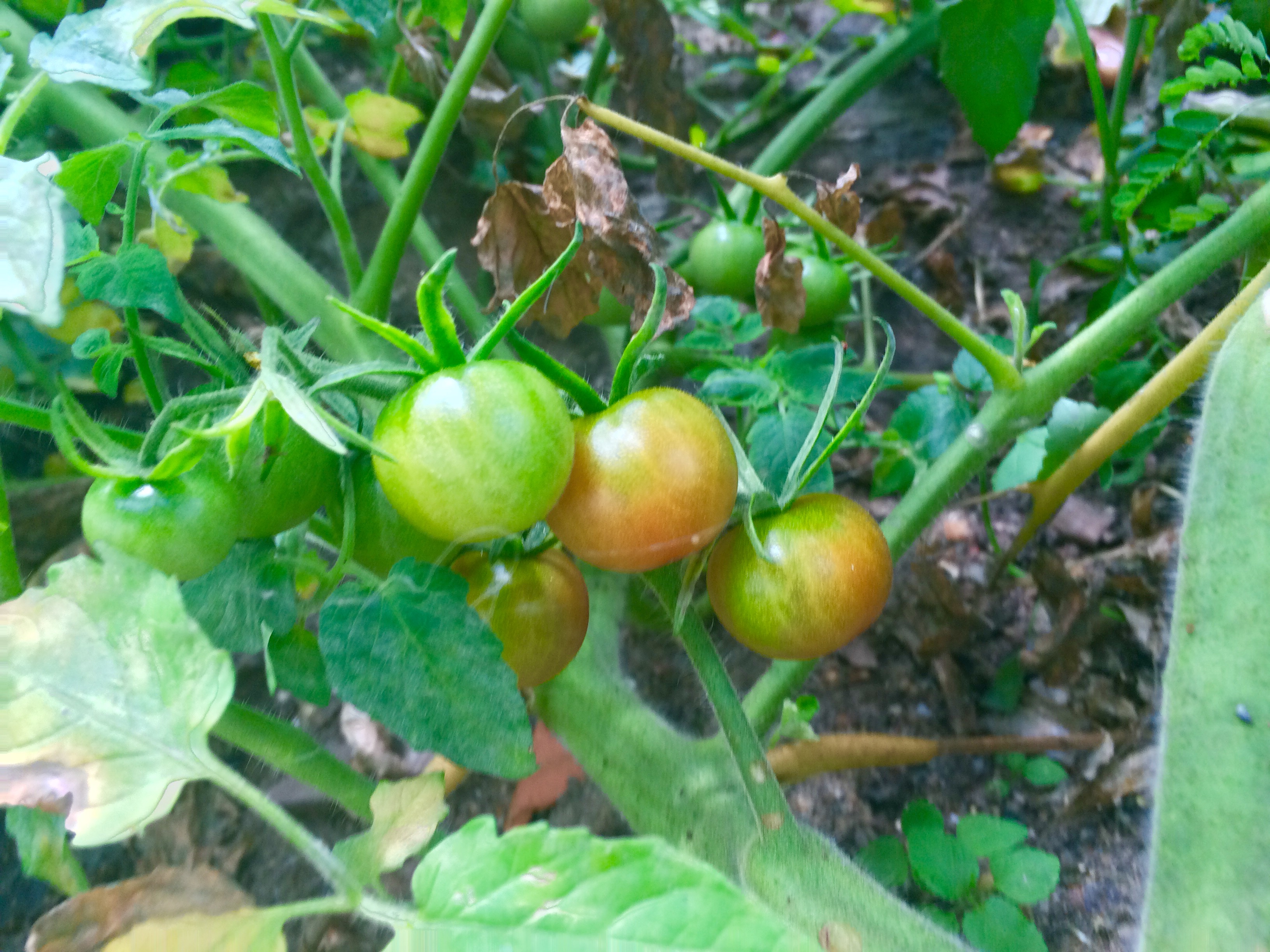 Como plantar tomates